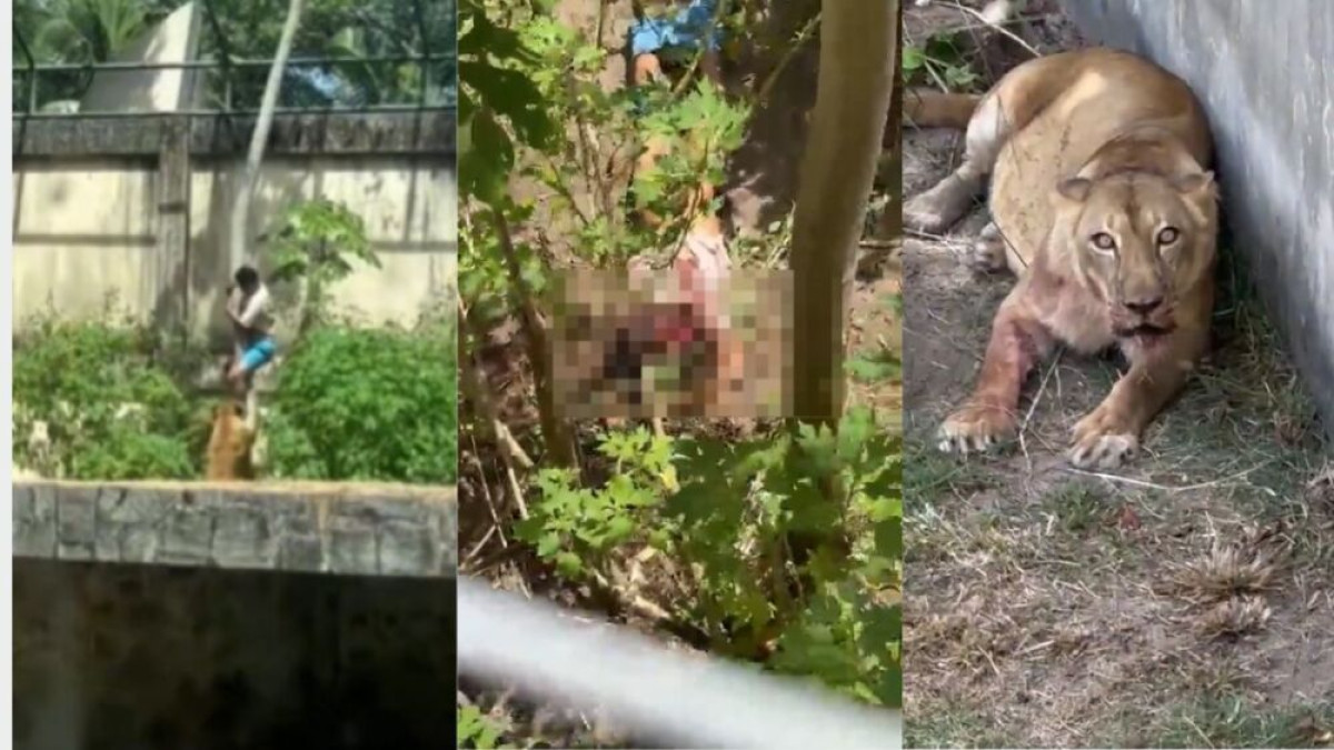 Homem é morto por leoa após entrar em jaula em zoológico de João Pessoa