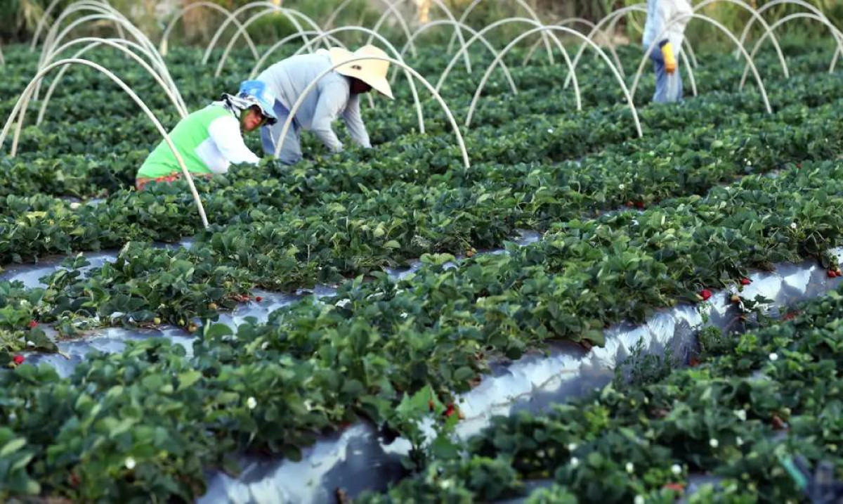 Falta de pesquisa ameaça adaptação da agricultura às mudanças climáticas
