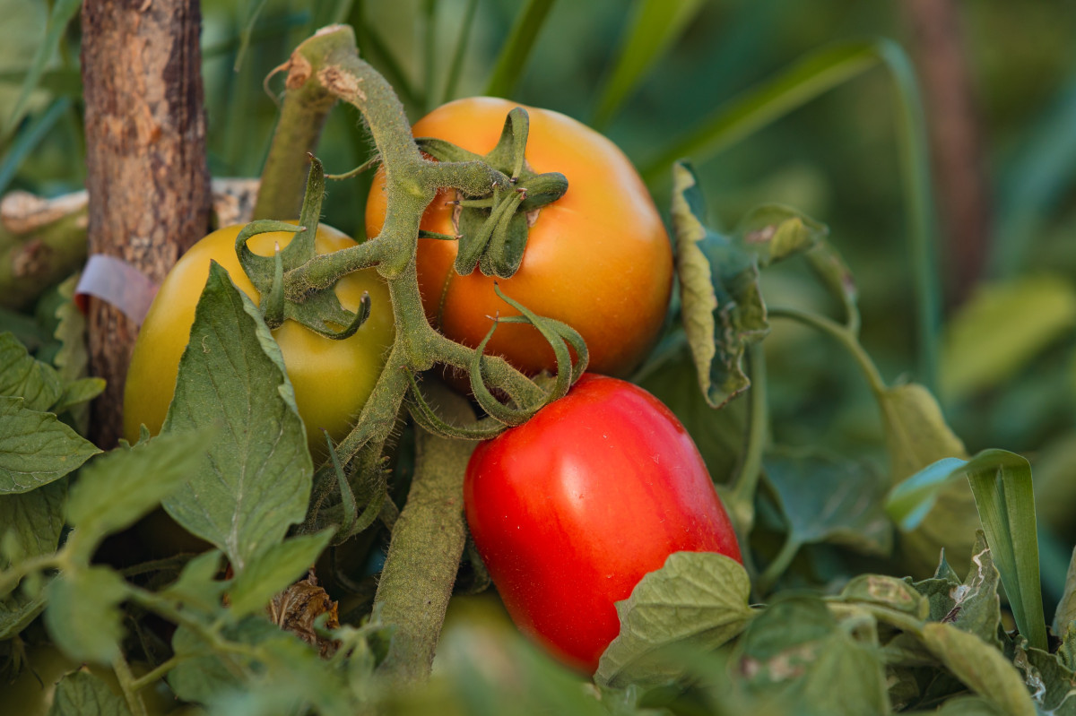 BEZERROS SEGUE COMO MAIOR PRODUTOR DE TOMATE DE PERNAMBUCO E UM DOS MAIORES DO BRASIL