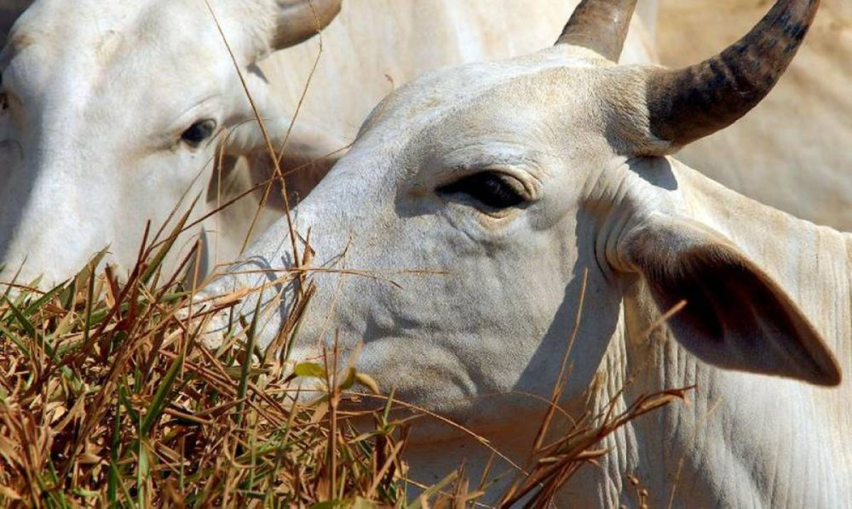 EUA associam avanço da carne brasileira a trabalho forçado